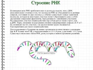 Полимерная цепь РНК приблизительно в десять раз короче, чем у ДНК. Дополнительно