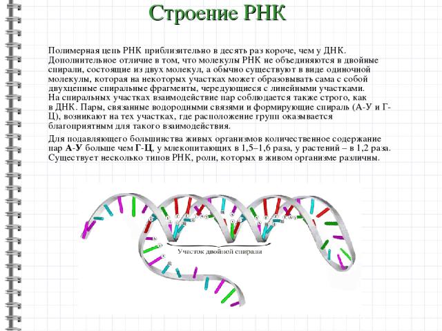 Полимерная цепь РНК приблизительно в десять раз короче, чем у ДНК. Дополнительное отличие в том, что молекулы РНК не объединяются в двойные спирали, состоящие из двух молекул, а обычно существуют в виде одиночной молекулы, которая на некоторых участ…