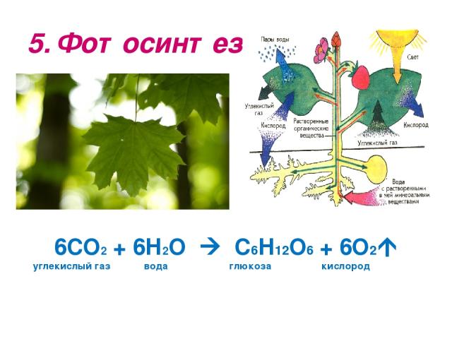 5. Фотосинтез 6СО2 + 6Н2О С6Н12О6 + 6О2 углекислый газ вода глюкоза кислород