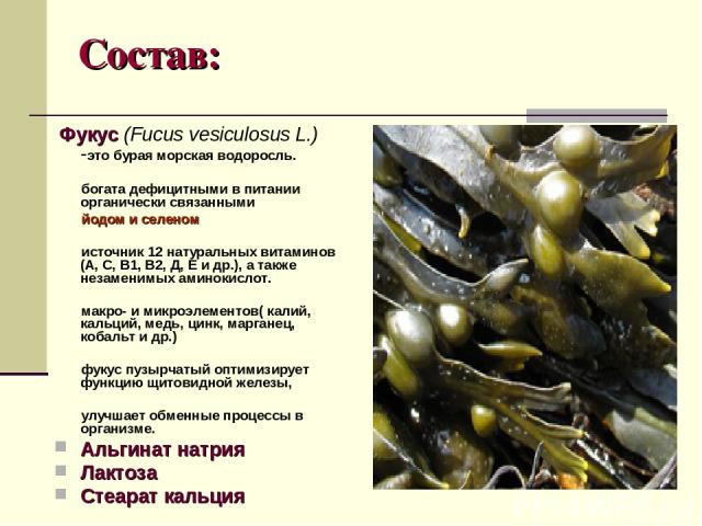Состав: Фукус (Fucus vesiculosus L.) -это бурая морская водоросль. богата дефицитными в питании органически связанными йодом и селеном источник 12 натуральных витаминов (А, С, В1, В2, Д, Е и др.), а также незаменимых аминокислот. макро- и микроэлеме…