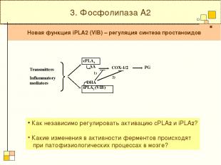 3. Фосфолипаза А2 Новая функция iPLA2 (VIB) – регуляция синтеза простаноидов Как