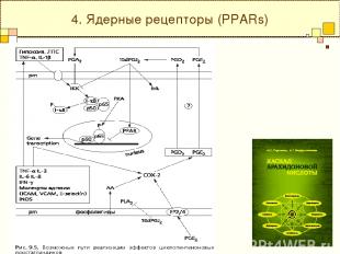 4. Ядерные рецепторы (PPARs)