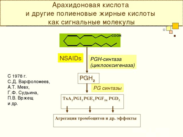 Арахидоновая кислота и другие полиеновые жирные кислоты как сигнальные молекулы PGH-синтаза (циклооксигеназа) PGH2 PG синтазы TxA2 PGI2 PGE2 PGF2a PGD2 Агрегация тромбоцитов и др. эффекты NSAIDs С 1978 г. С.Д. Варфоломеев, А.Т. Мевх, Г.Ф. Судьина, П…