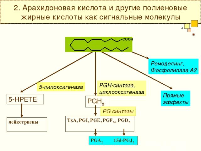2. Арахидоновая кислота и другие полиеновые жирные кислоты как сигнальные молекулы PGH-синтаза, циклооксигеназа PGH2 PG синтазы TxA2 PGI2 PGE2 PGF2a PGD2 PGA2 15d-PGJ2 5-липоксигеназа 5-HPETE лейкотриены Ремоделинг, Фосфолипаза А2 Прямые эффекты