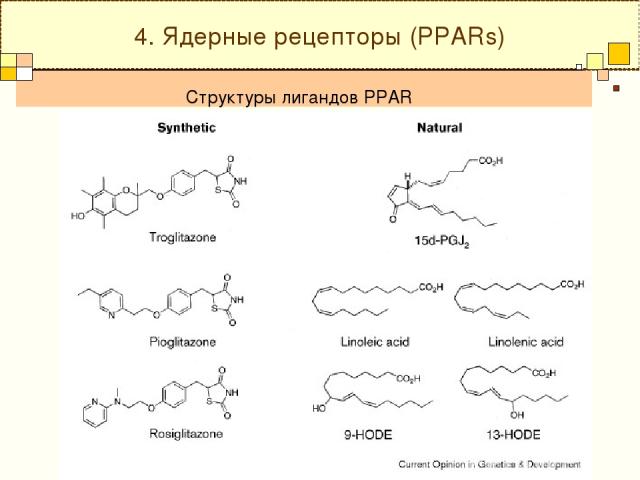 Структуры лигандов PPAR 4. Ядерные рецепторы (PPARs)