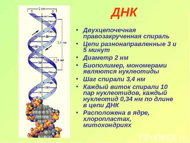 ДНК Двухцепочечная правозакрученная спираль Цепи разнонаправленные 3 и 5 минут Диаметр 2 нм Биополимер, мономерами являются нуклеотиды Шаг спирали 3,4 нм Каждый виток спирали 10 пар нуклеотидов, каждый нуклеотид 0,34 нм по длине в цепи ДНК Расположе…