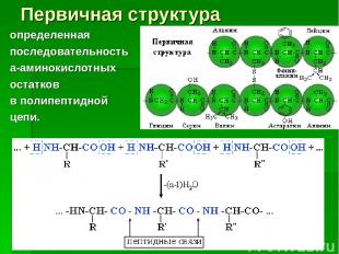 Первичная структура определенная последовательность a-аминокислотных остатков в