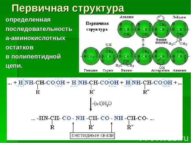 Первичная структура определенная последовательность a-аминокислотных остатков в полипептидной цепи.