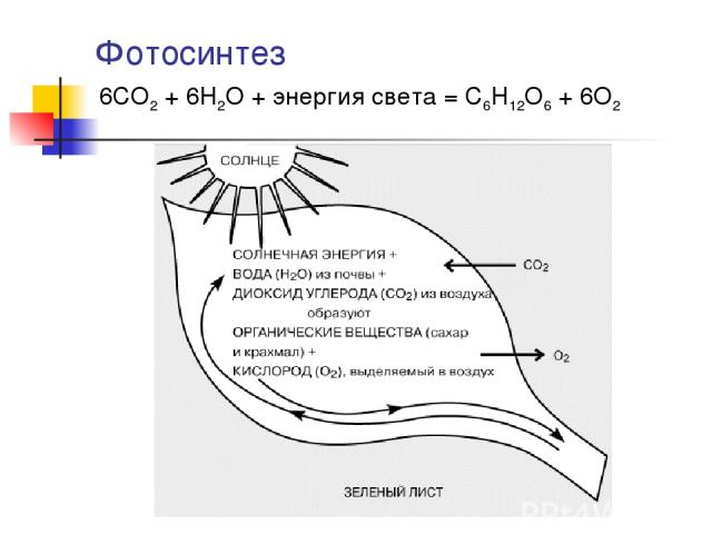 Фотосинтез 6CO2 + 6H2O + энергия света = C6H12O6 + 6O2