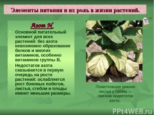 * Элементы питания и их роль в жизни растений. Азот N Основной питательный элеме