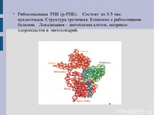 Рибосомальная РНК (р-РНК). Состоят из 3-5 тыс. нуклеотидов. Структура третичная.