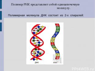 Полимерная молекула ДНК состоит из 2-х спиралей: Полимер РНК представляет собой