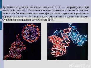 Третичная структура молеккул ядерной ДНК — формируется при взаимодействии её с б
