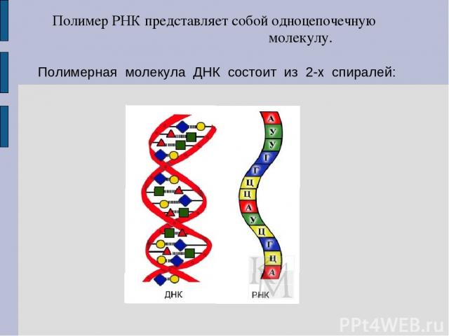 Полимерная молекула ДНК состоит из 2-х спиралей: Полимер РНК представляет собой одноцепочечную молекулу.