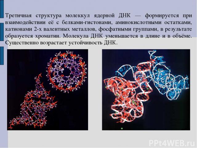 Третичная структура молеккул ядерной ДНК — формируется при взаимодействии её с белками-гистонами, аминокислотными остатками, катионами 2-х валентных металлов, фосфатными группами, в результате образуется хроматин. Молекула ДНК уменьшается в длине и …