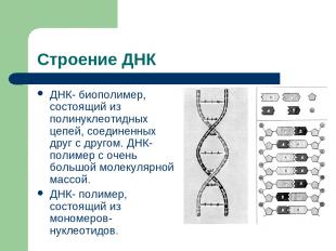 Строение ДНК ДНК- биополимер, состоящий из полинуклеотидных цепей, соединенных д