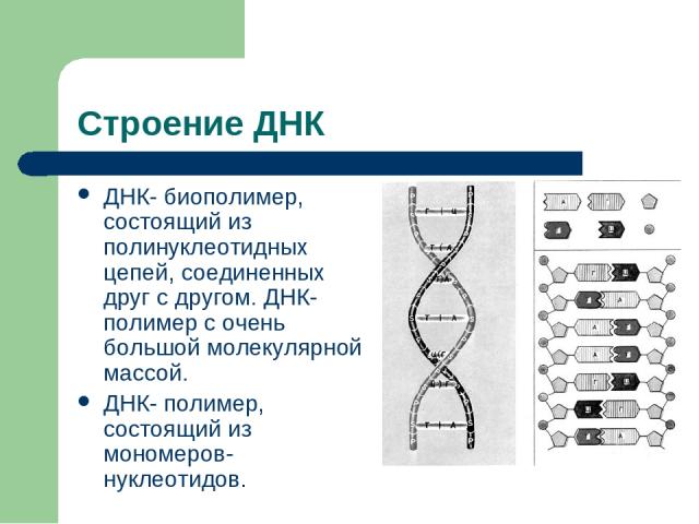 Строение ДНК ДНК- биополимер, состоящий из полинуклеотидных цепей, соединенных друг с другом. ДНК- полимер с очень большой молекулярной массой. ДНК- полимер, состоящий из мономеров- нуклеотидов.