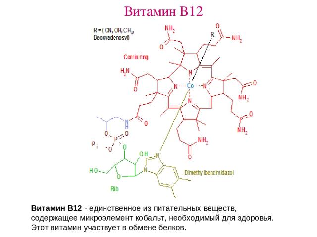 Витамин B12 Витамин B12 - единственное из питательных веществ, содержащее микроэлемент кобальт, необходимый для здоровья. Этот витамин участвует в обмене белков.