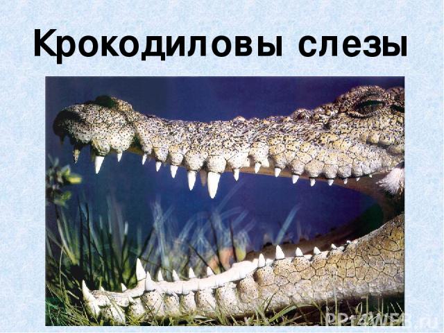Крокодиловы слезы