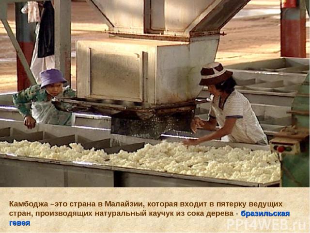 Камбоджа –это страна в Малайзии, которая входит в пятерку ведущих стран, производящих натуральный каучук из сока дерева - бразильская гевея