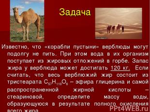 Задача Известно, что «корабли пустыни» верблюды могут подолгу не пить. При этом