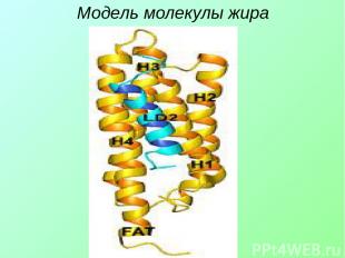 Модель молекулы жира
