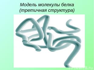 Модель молекулы белка (третичная структура)