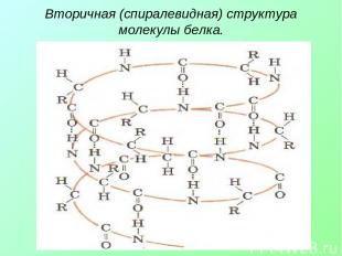 Вторичная (спиралевидная) структура молекулы белка.
