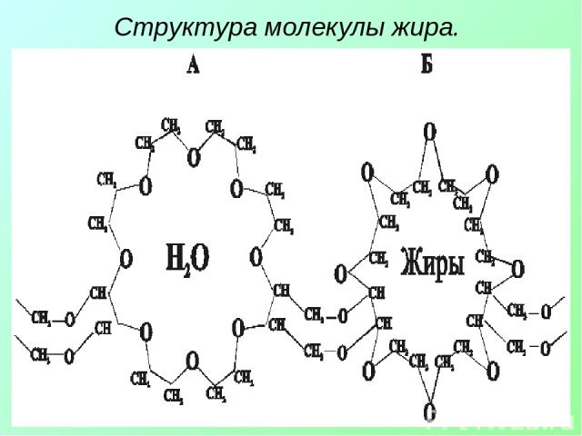 Структура молекулы жира.
