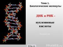 Строение ДНК и РНК