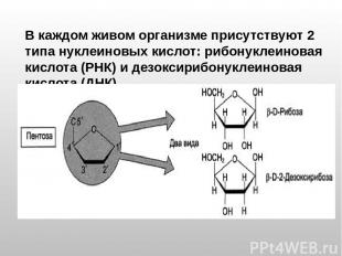 В каждом живом организме присутствуют 2 типа нуклеиновых кислот: рибонуклеиновая