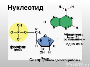 Нуклеотид фосфат Сахар (рибоза / дезоксирибоза) Азотистое основание – одно из 4