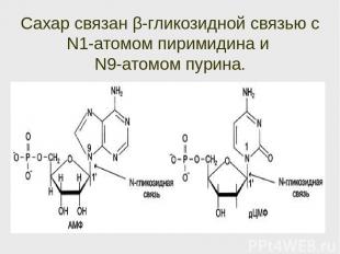 Сахар связан β-гликозидной связью с N1-атомом пиримидина и N9-атомом пурина.