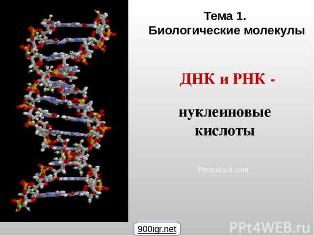 Тема 1. Биологические молекулы Prezentacii.com 900igr.net ДНК и РНК - нуклеиновые кислоты