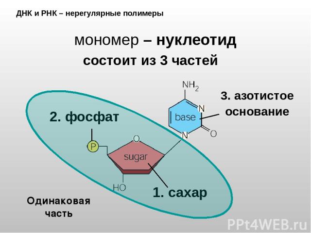ДНК и РНК – нерегулярные полимеры мономер – нуклеотид 2. фосфат 1. сахар 3. азотистое основание Одинаковая часть состоит из 3 частей