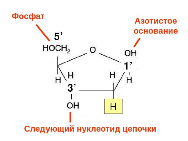 3’ H 1’ 5’ 3’ Азотистое основание Фосфат Следующий нуклеотид цепочки