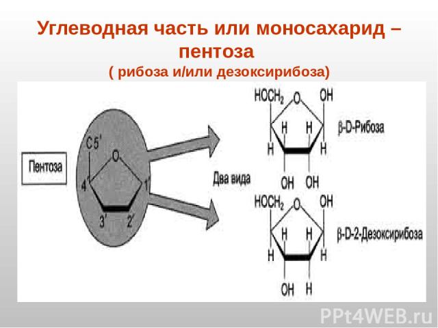 Углеводная часть или моносахарид – пентоза ( рибоза и/или дезоксирибоза)
