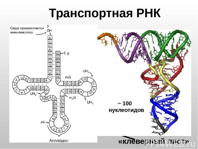 «клеверный лист» Транспортная РНК ~ 100 нуклеотидов