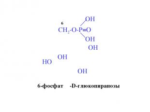 6 6-фосфат β-D-глюкопиранозы
