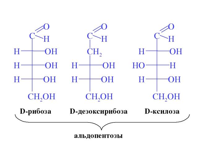 D-рибоза D-ксилоза D-дезоксирибоза альдопентозы