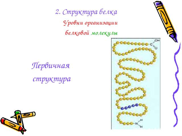 2. Структура белка Уровни организации белковой молекулы Первичная структура