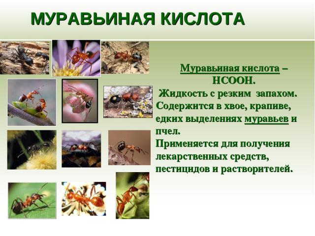 МУРАВЬИНАЯ КИСЛОТА Муравьиная кислота – НСООН. Жидкость с резким запахом. Содержится в хвое, крапиве, едких выделениях муравьев и пчел. Применяется для получения лекарственных средств, пестицидов и растворителей.