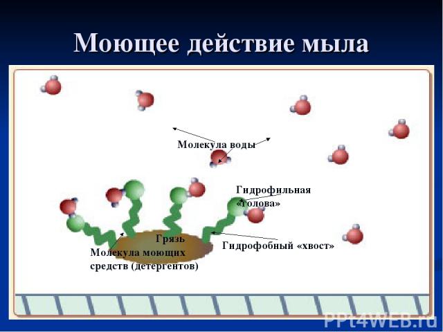 Моющее действие мыла Грязь Молекула воды Гидрофобный «хвост» Гидрофильная «голова» Молекула моющих средств (детергентов)