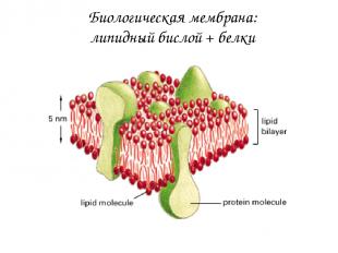 Биологическая мембрана: липидный бислой + белки
