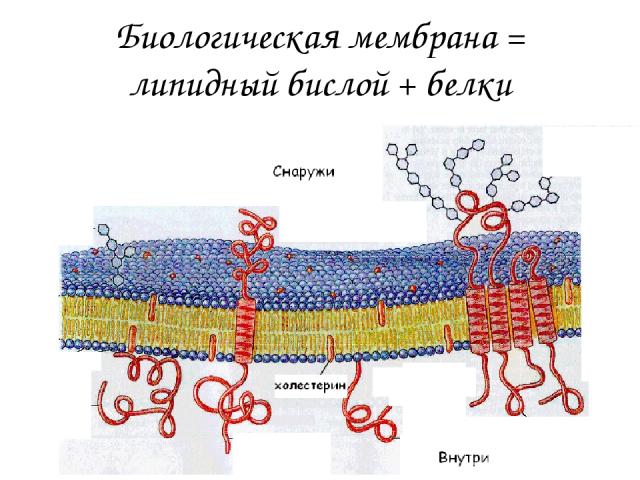 Биологическая мембрана = липидный бислой + белки