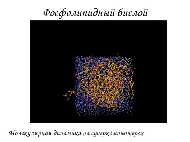 Фосфолипидный бислой Молекулярная динамика на суперкомпьютерах