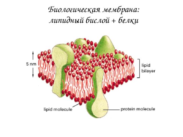 Биологическая мембрана: липидный бислой + белки