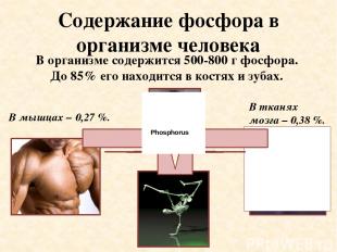 Содержание фосфора в организме человека В тканях мозга – 0,38 %. В мышцах – 0,27