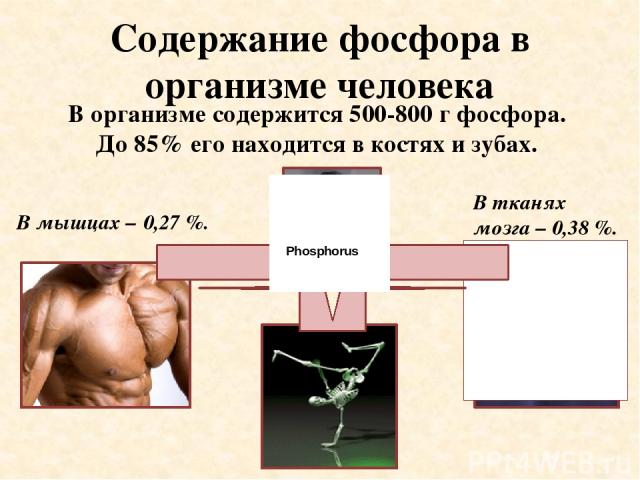 Содержание фосфора в организме человека В тканях мозга – 0,38 %. В мышцах – 0,27 %. В организме содержится 500-800 г фосфора. До 85% его находится в костях и зубах. Phosphorus