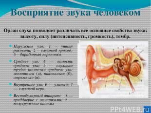 Восприятие звука человеком Наружное ухо: 1 – ушная раковина; 2 – слуховой проход